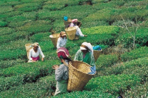 018 - TeepflAßckerinnen Indien